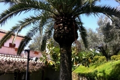 polldioro_giardino2